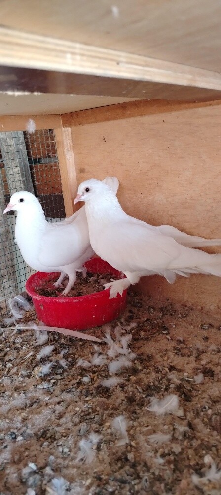 للبيع حمام لحم فرنسي جامبو - 5