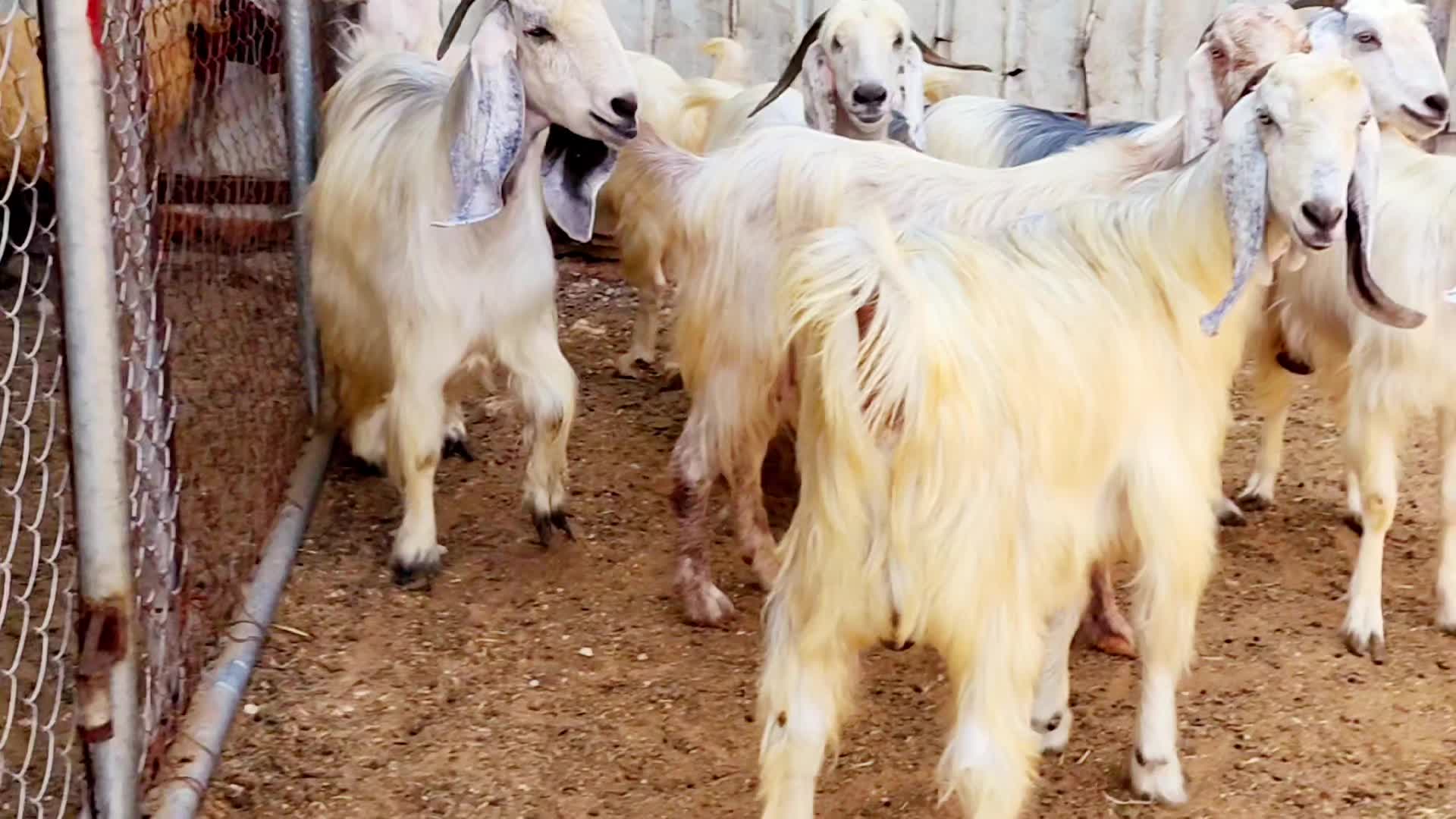 عوارض بيض طيبه - 5