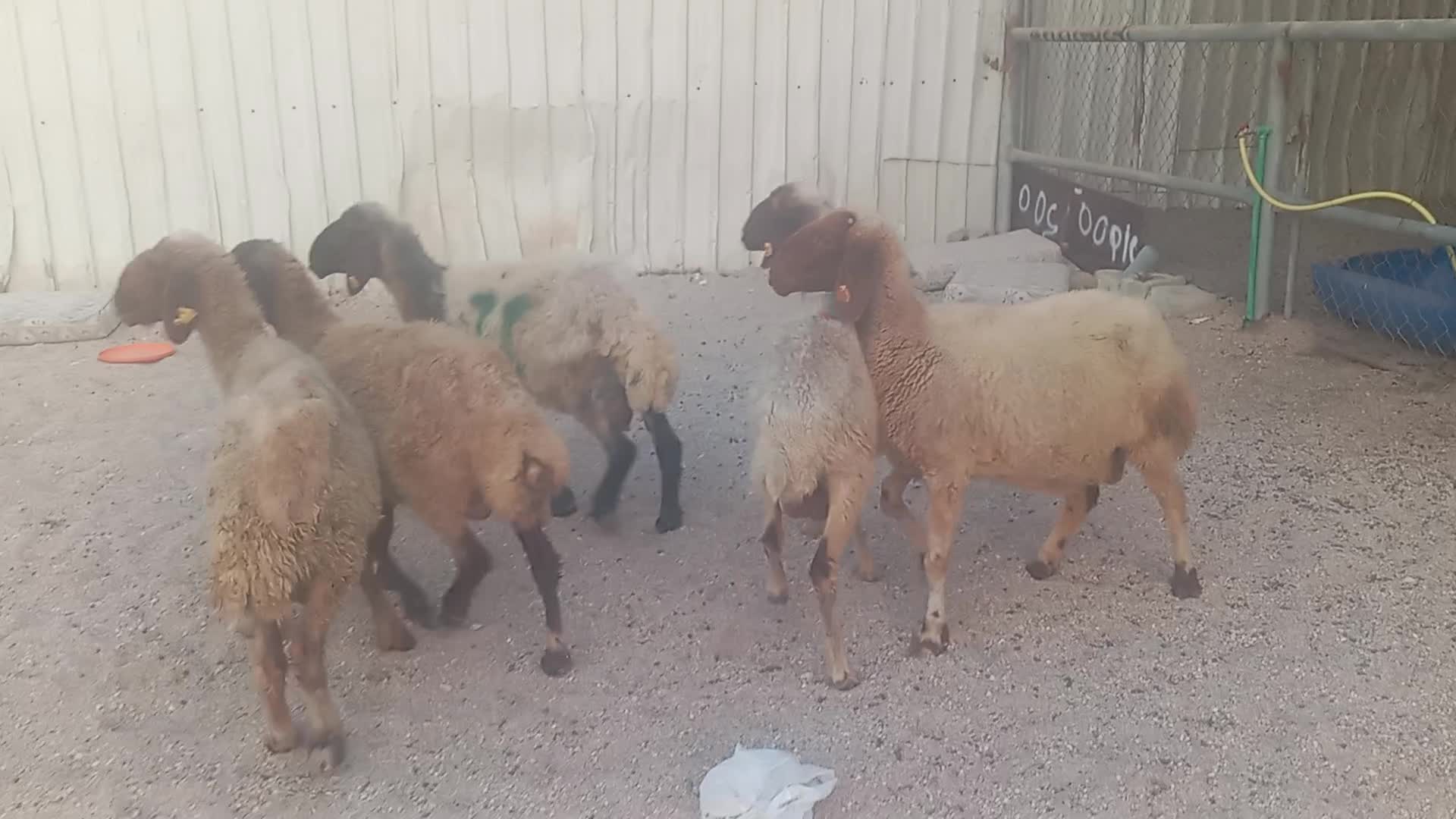شوها ت سورية طيبه ديد وسن - 1