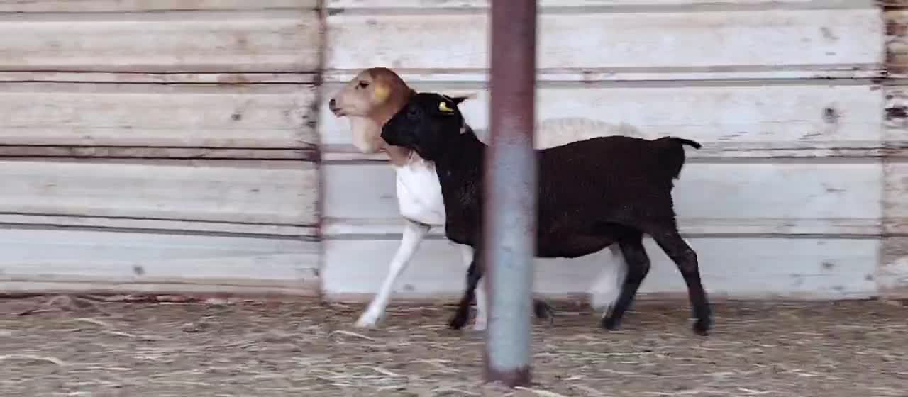 للبيع رخال بربر طيبه بيرشن - 1