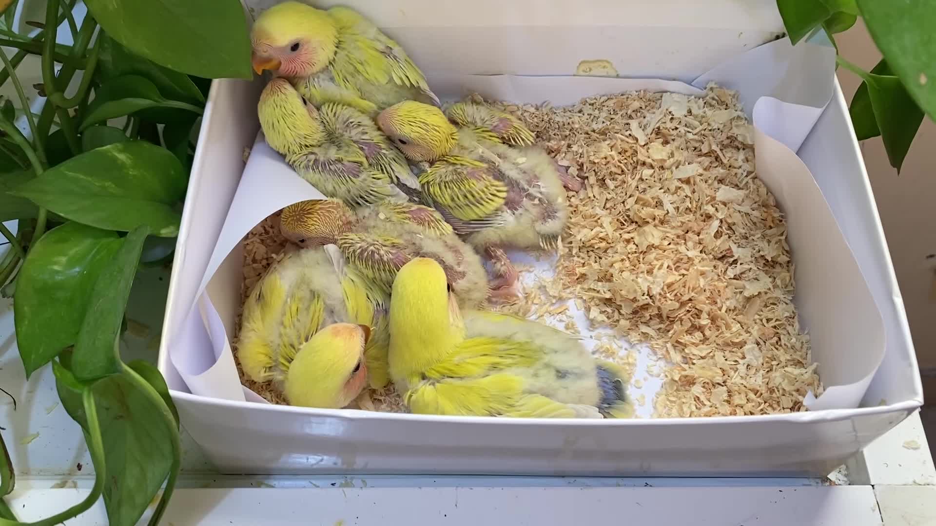 buy 3 get 1 free - 1