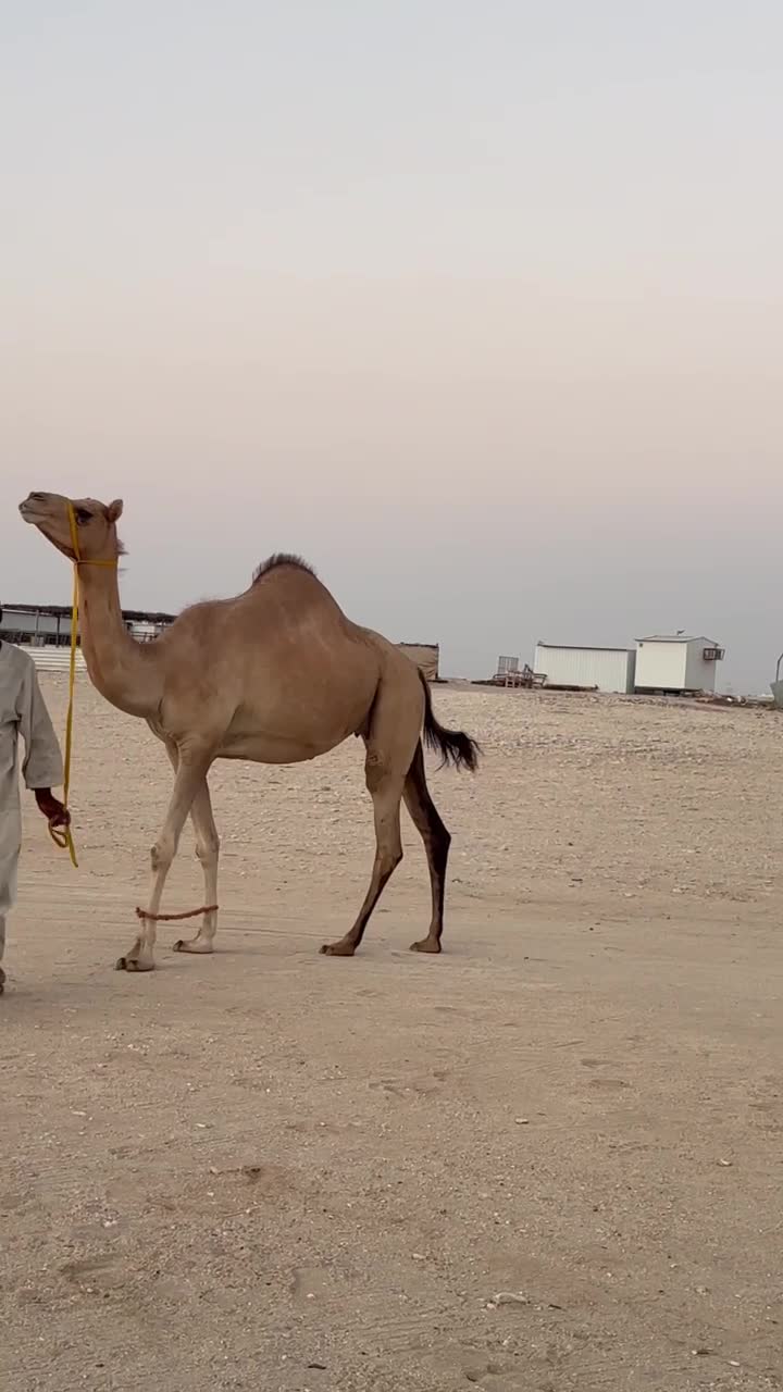 متلي بنت السيد بعير الزعيري  - 1