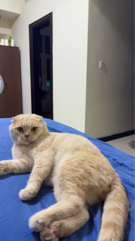Purebred Scottish Fold Cat for Sale - 2