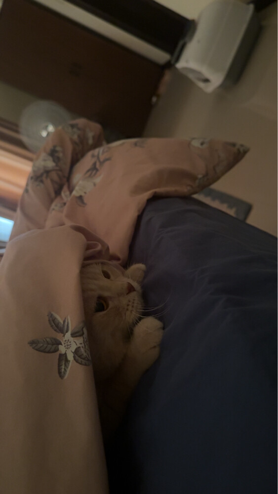 Purebred Scottish Fold Cat for Sale - 4