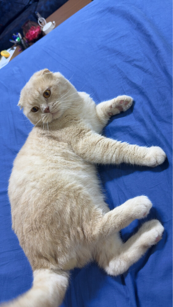 Purebred Scottish Fold Cat for Sale - 3