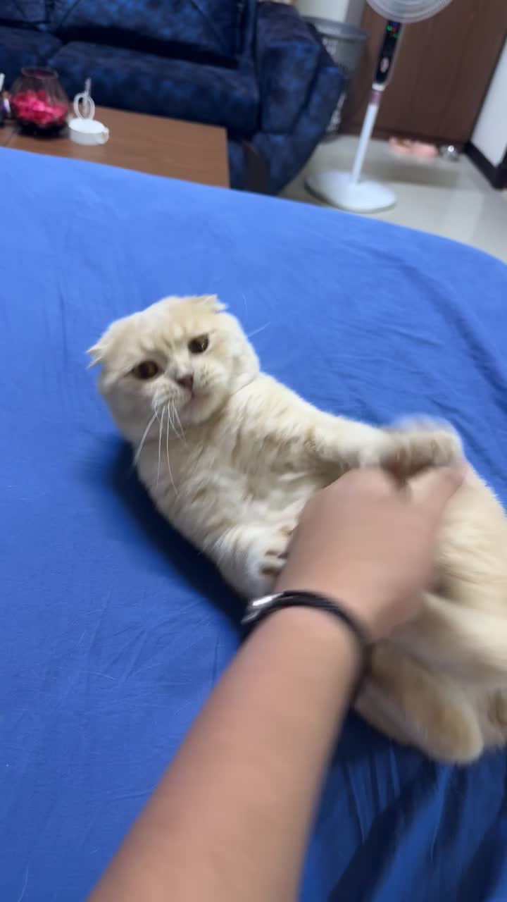 Purebred Scottish Fold Cat for Sale - 5