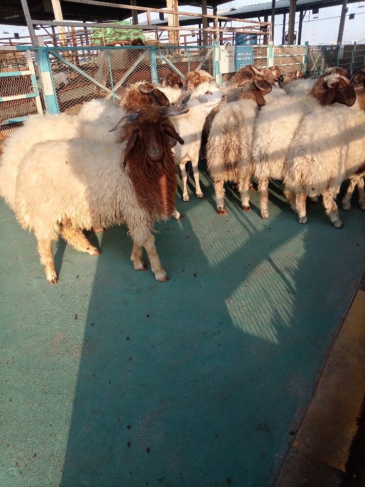 للبيع - 2