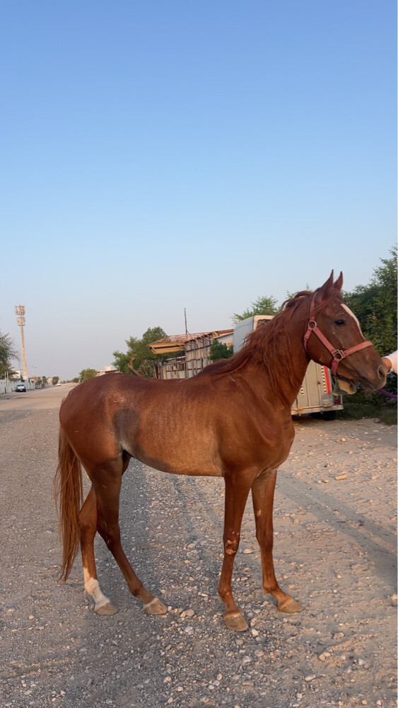مهر عربي  - 2