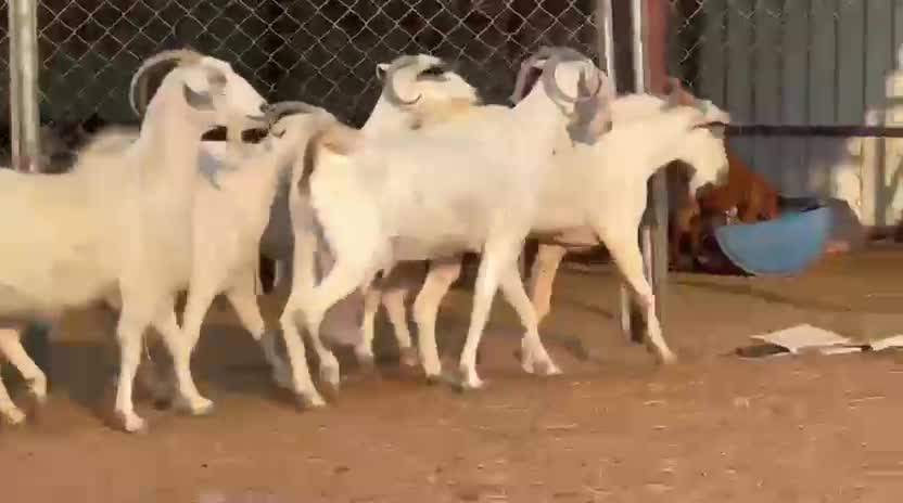 للبيع معزه عمانيات - 1