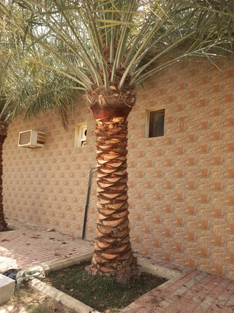 الزراعه الحدائق - 1