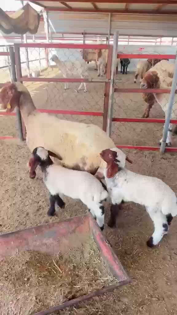 رغوث سوريه طيبه - 1