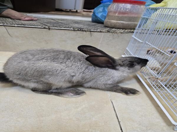 they are very  clean and playful - 2