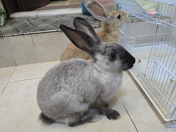they are very  clean and playful - 1