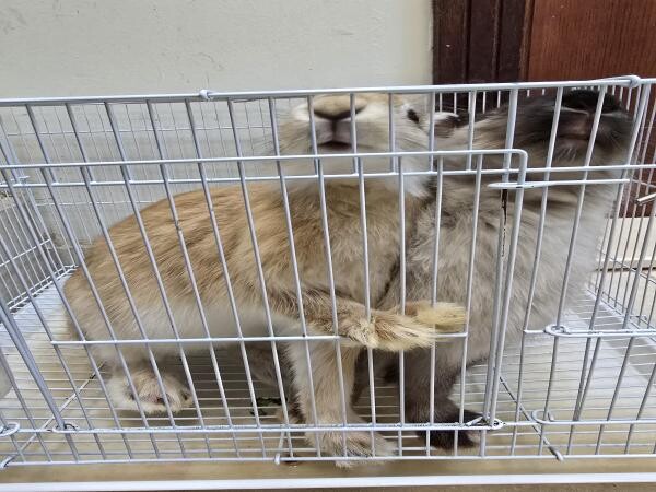 they are very  clean and playful - 5