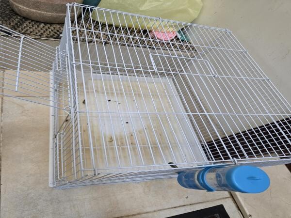 they are very  clean and playful - 4