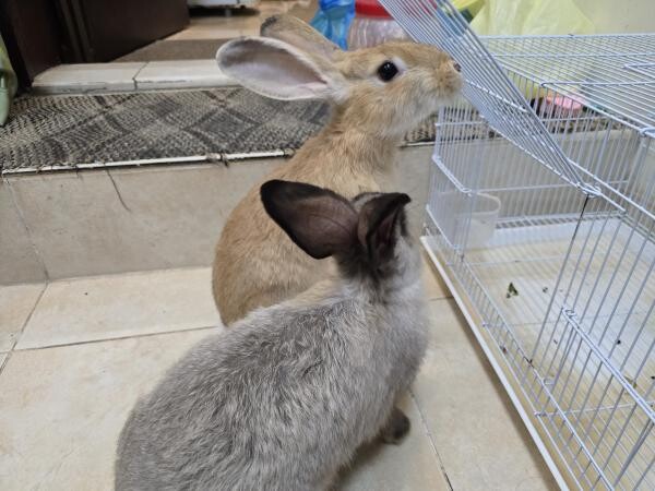they are very  clean and playful - 3