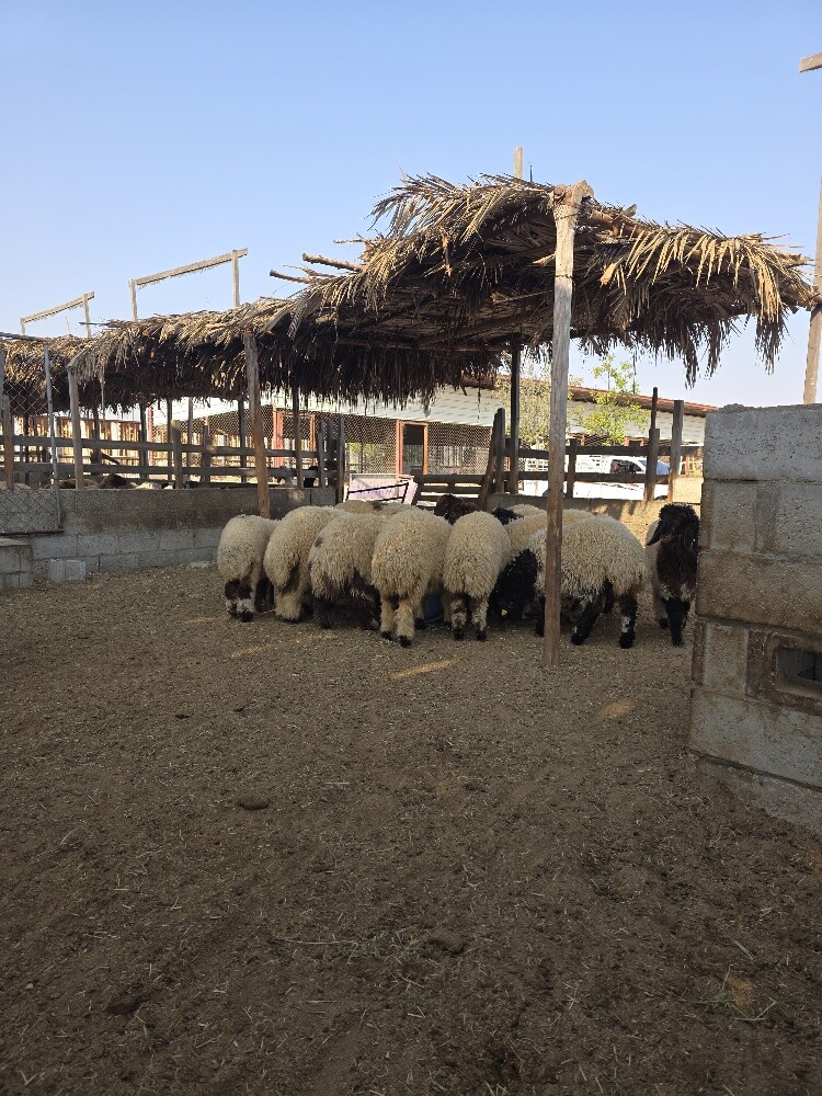 رخال سوريه درجة اولي طيبه - 3
