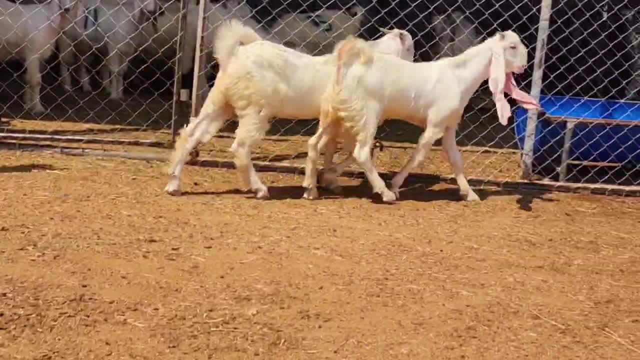 تيوس باكستانيه مشروع فحوله طيب - 5