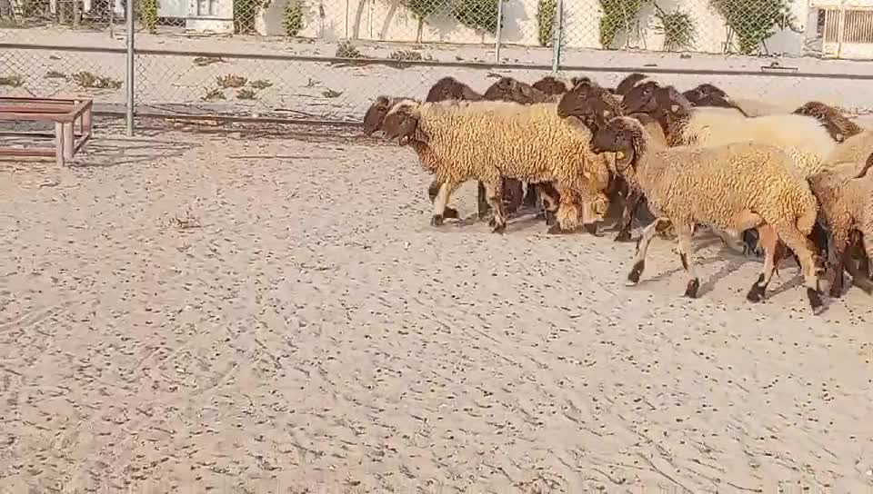 اللبيع - 1