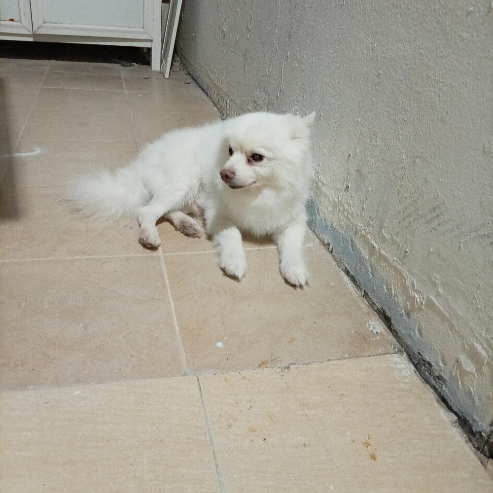 للبيع - 1