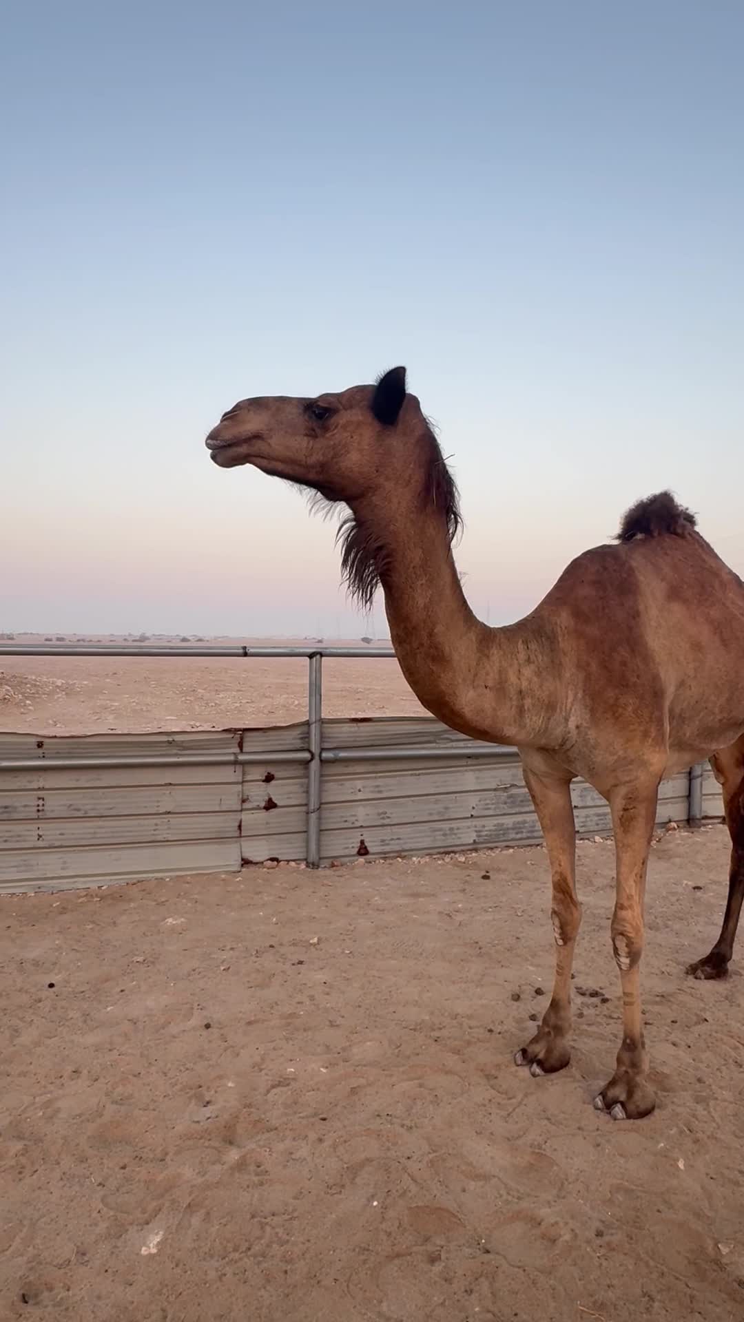بنت شاهين بن شريم متلي  - 3