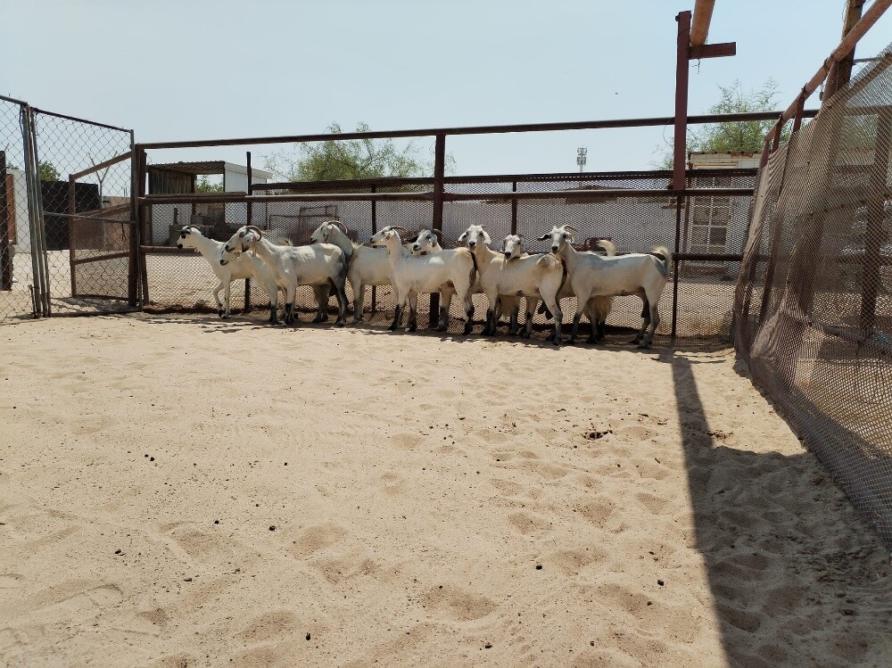 معزه عمانيه - 3