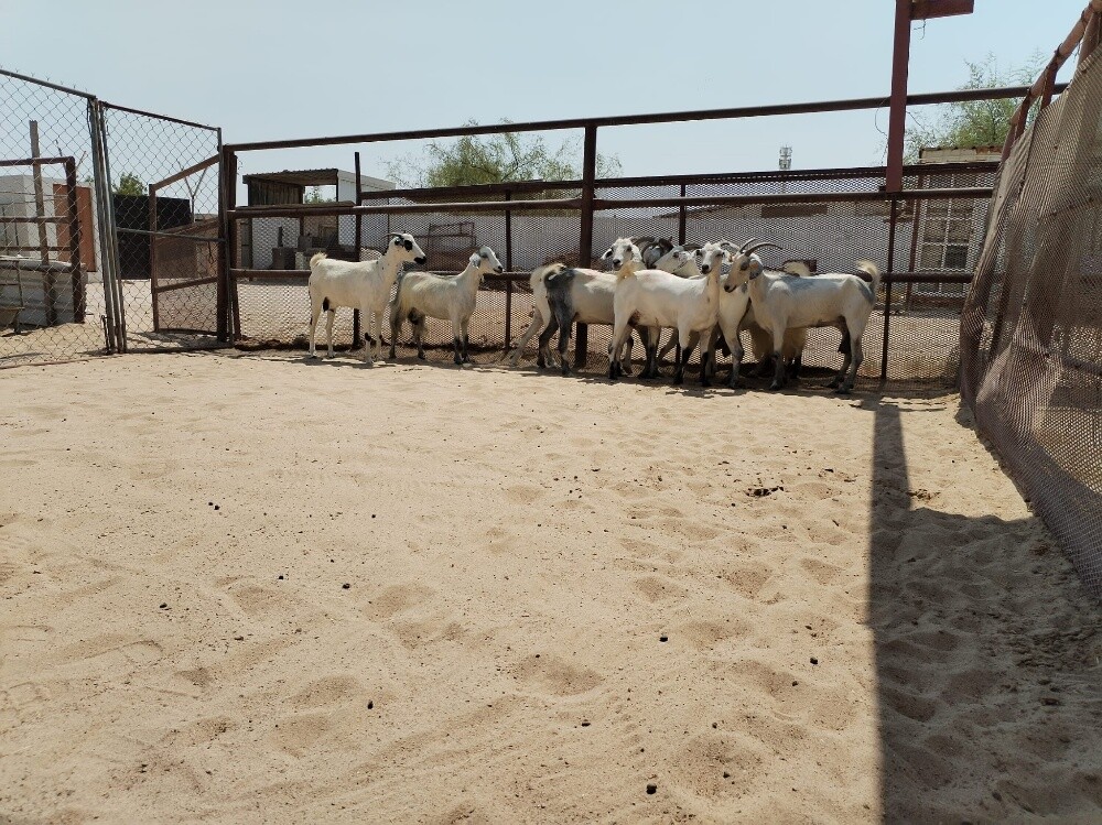 معزه عمانيه - 4