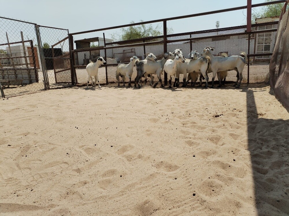 معزه عمانيه - 6