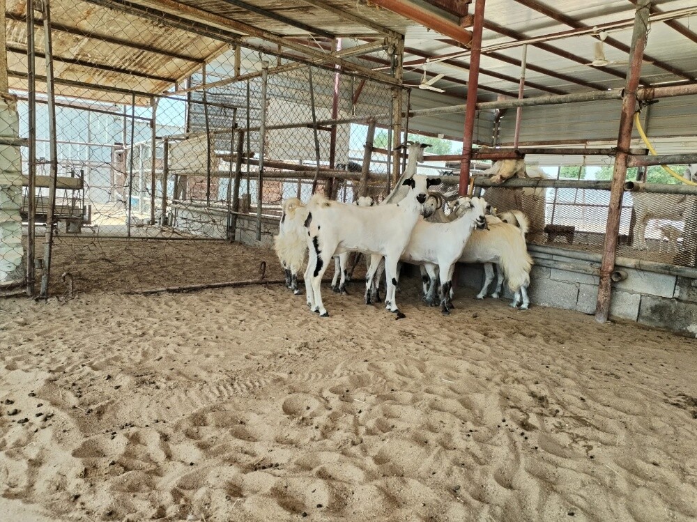 معزه عمانيه - 1