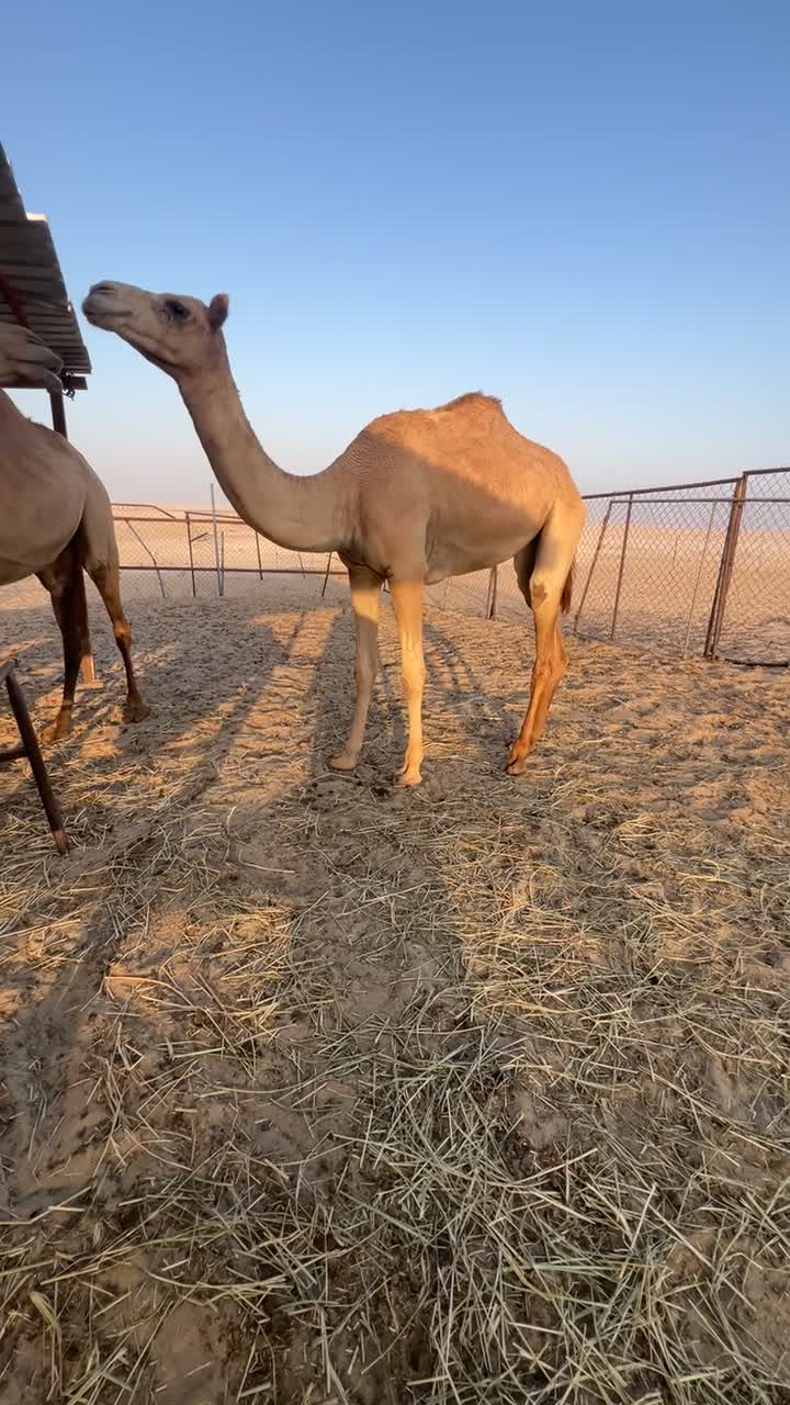 للبيع  - 1
