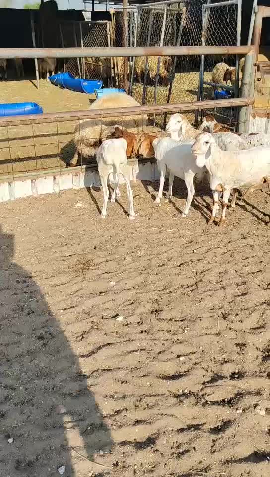 زبايح بربر طيبه - 1
