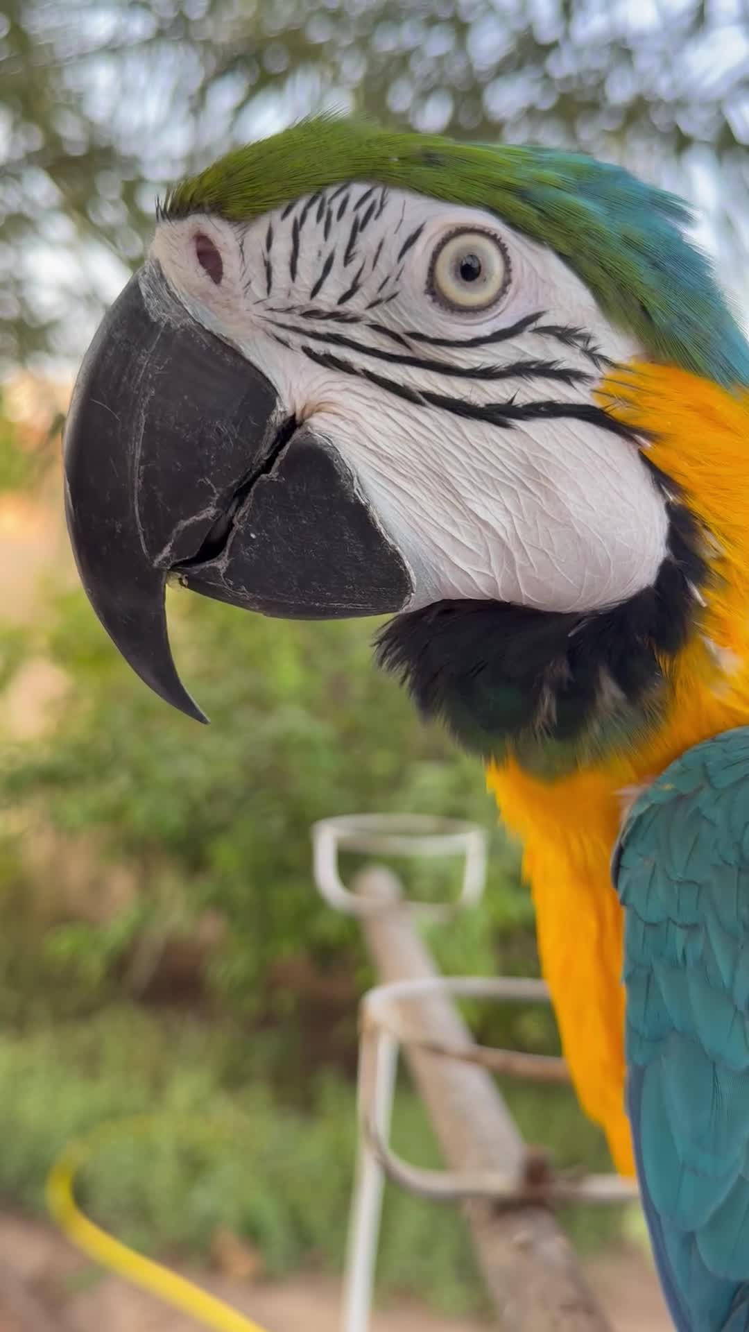 Tame macaw that perches on the hand - 1