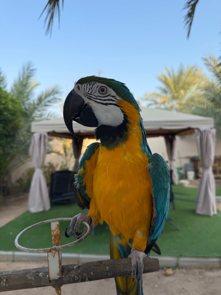 Tame macaw that perches on the hand - 2
