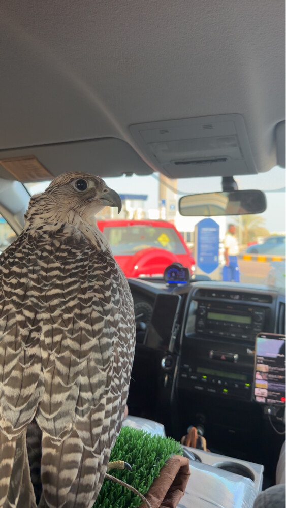 جير بيور - 2