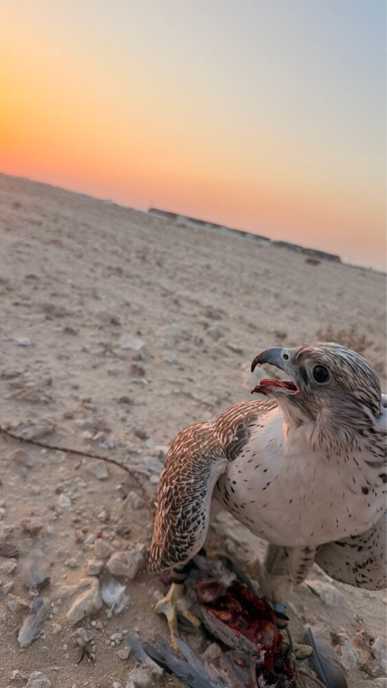 جير بيور - 3