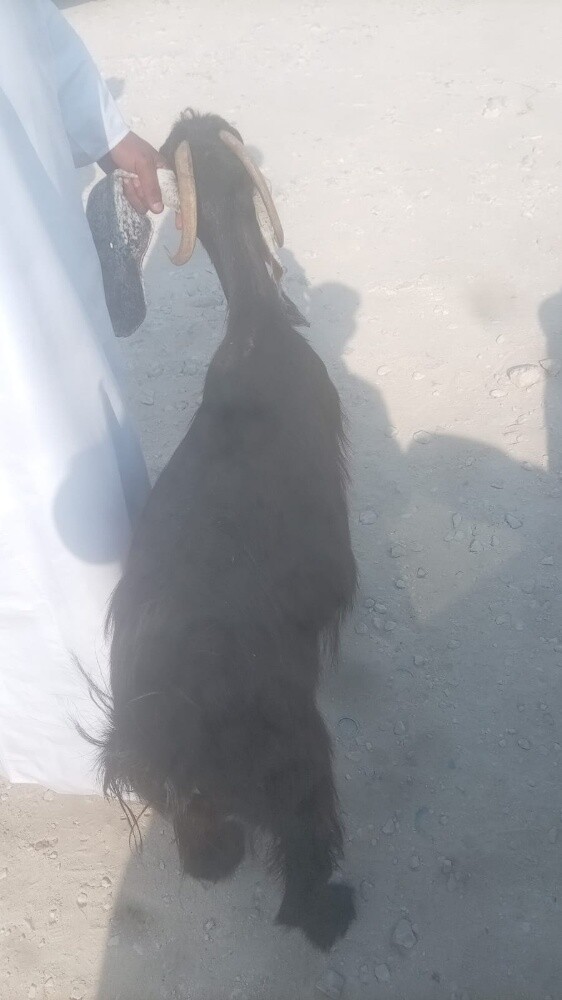 للبيع عنز حليب - 2