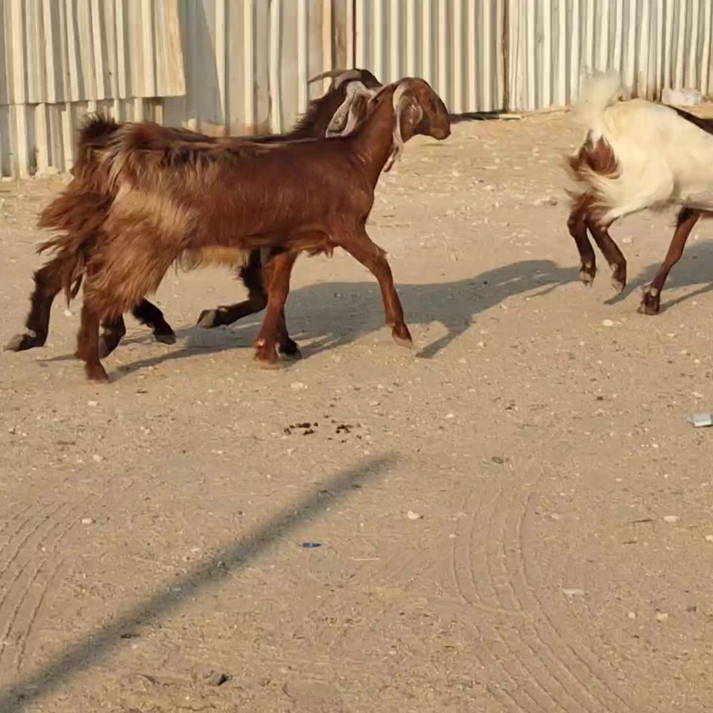 للبيع جمد عوارض طيبه - 3