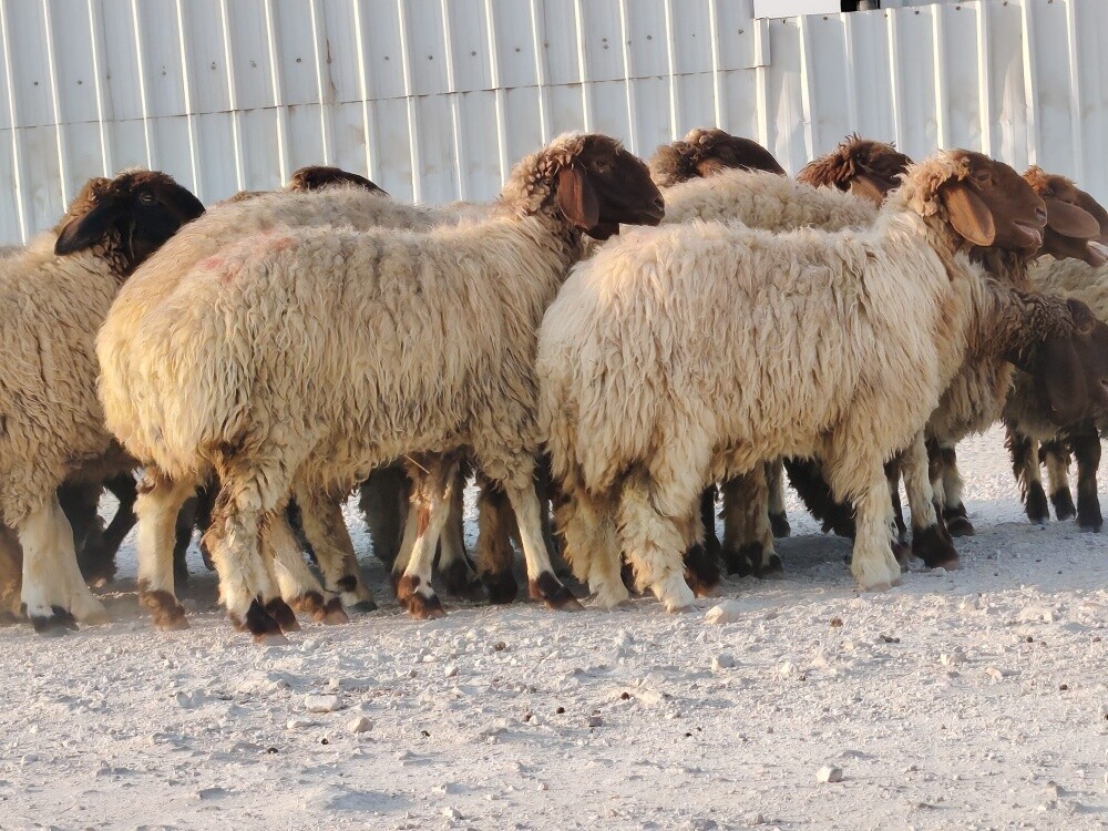 رخال سوريه فاخره - 1