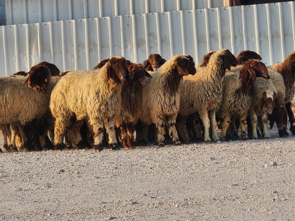 رخال سوريه فاخره - 5