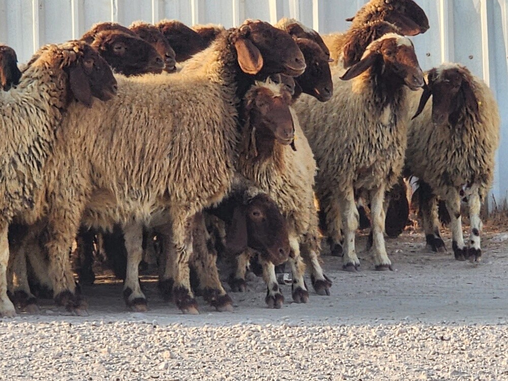 رخال سوريه فاخره - 4