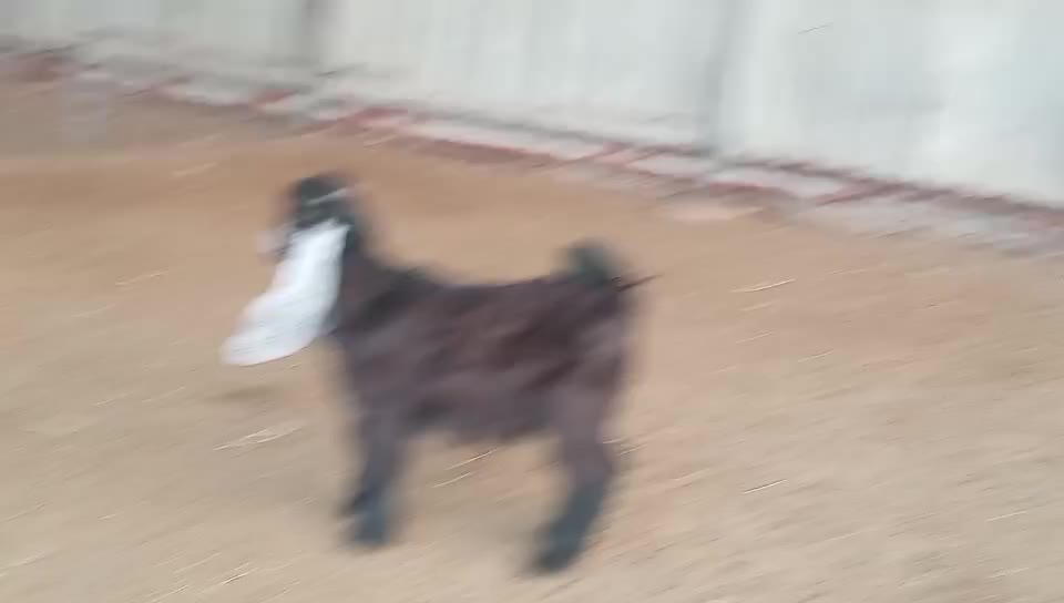 للبيع تيس دغور - 3