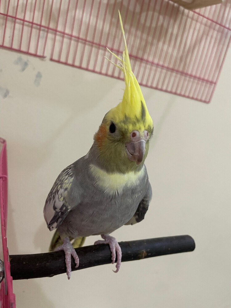 gray and yellow cocktail female  - 1