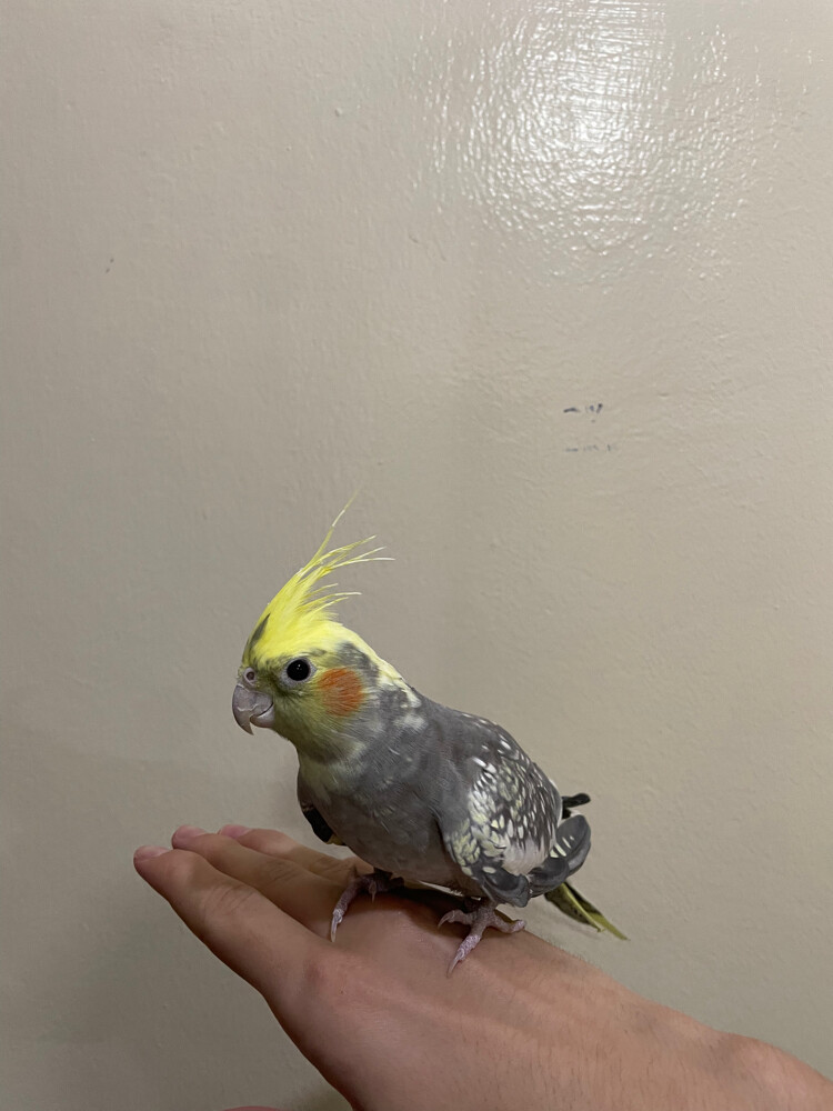 gray and yellow cocktail female  - 2