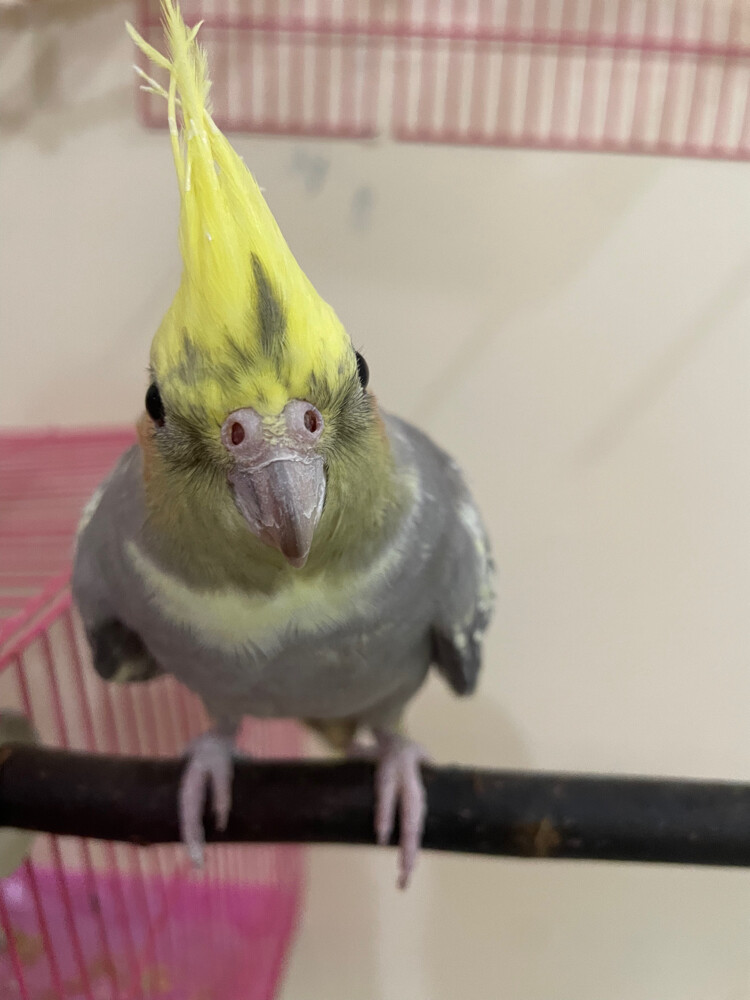 gray and yellow cocktail female  - 6