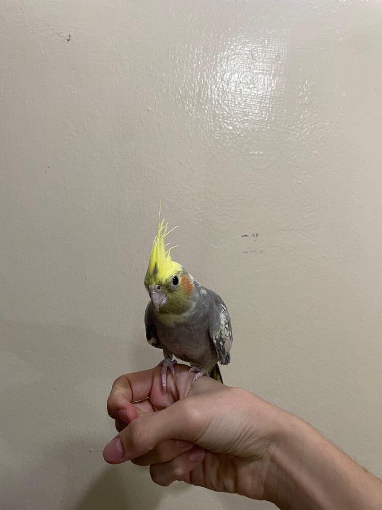 gray and yellow cocktail female  - 5