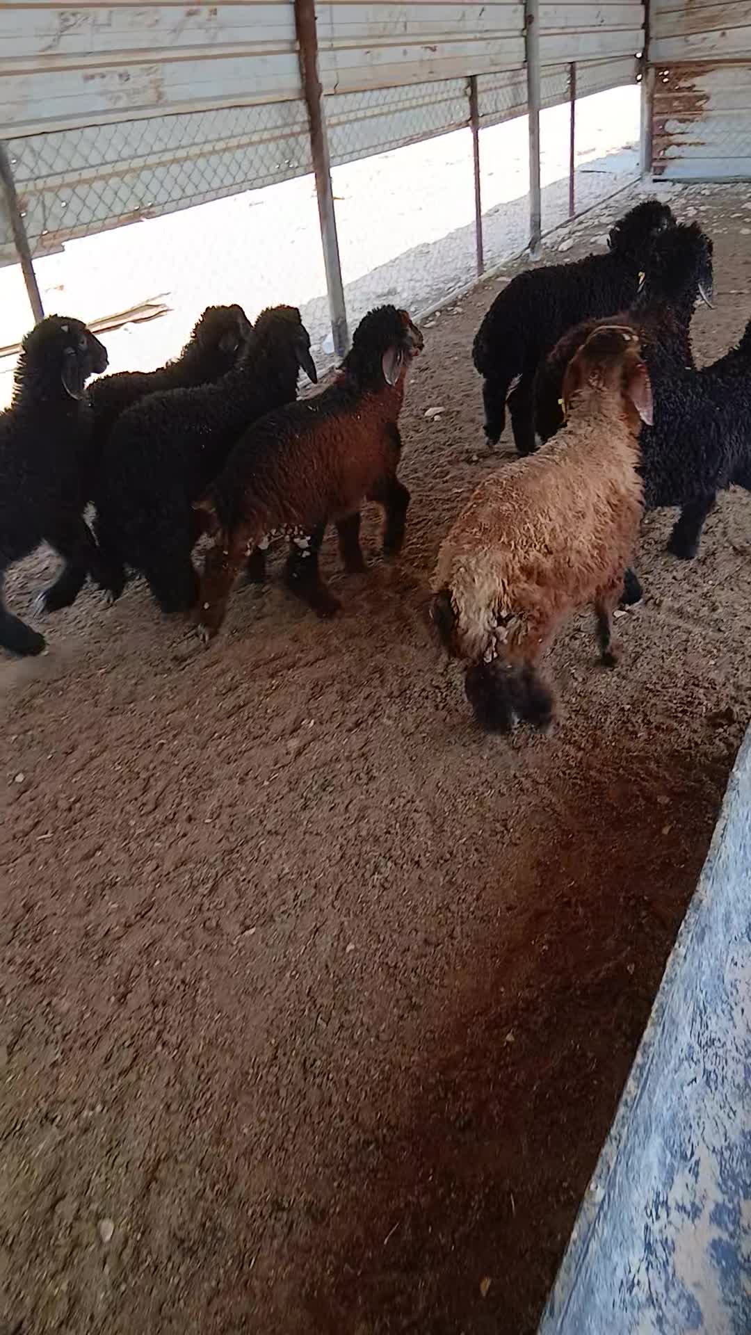 زبايح عرب طيبه - 1