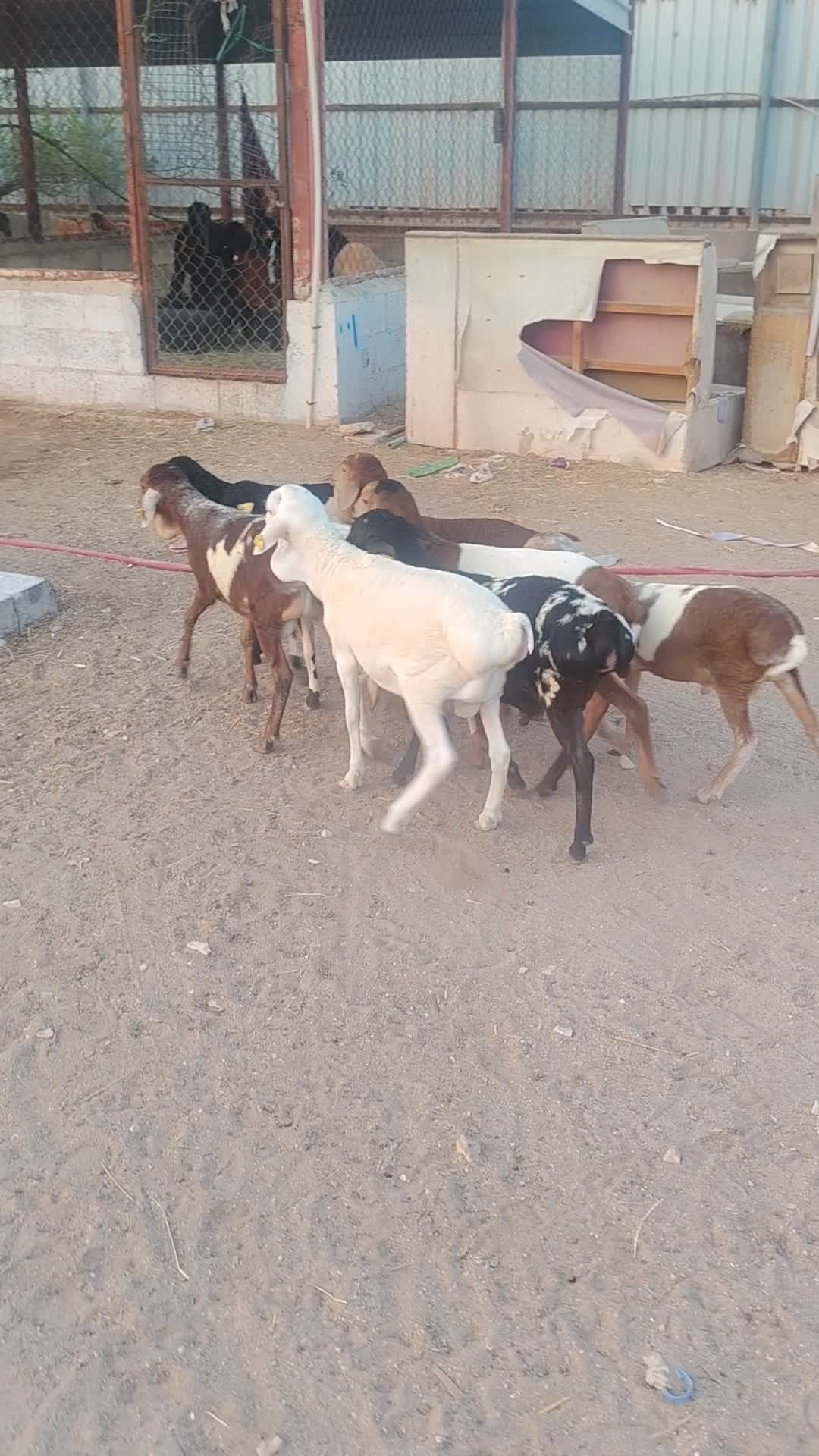 طليان بربر زبايح طيبه ماشاءالله - 1