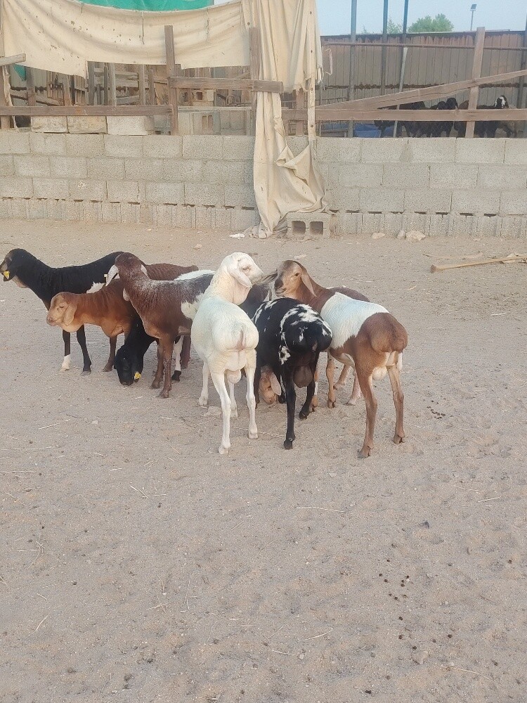 طليان بربر زبايح طيبه ماشاءالله - 3