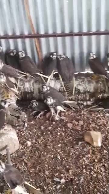 مربي صقور وخبير مقناص - 1