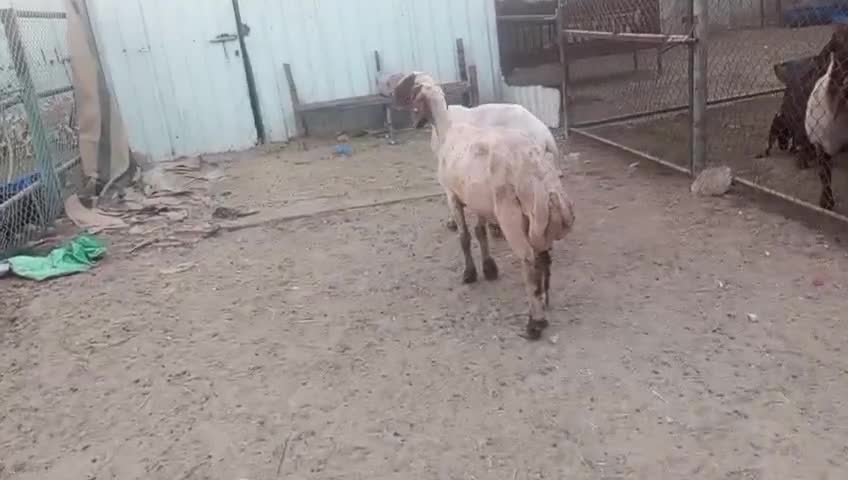 للبيع شوهات سوريا مقنوي - 1